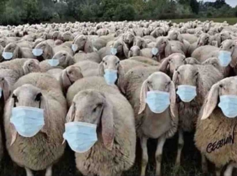 moutons.jpg